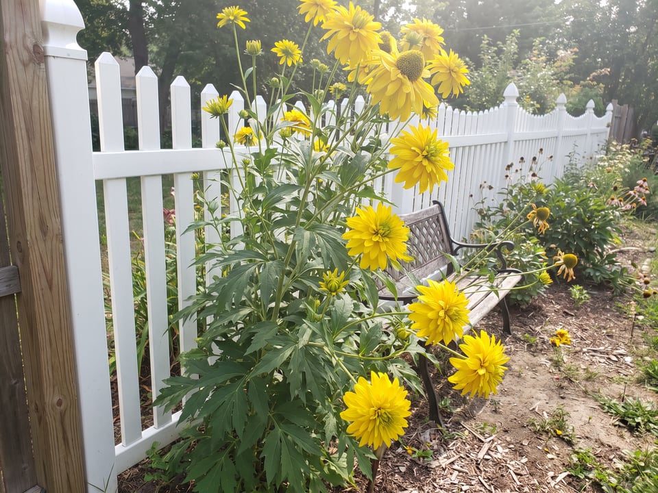 Golden Glow black-eyed Susan plants in bloom in a garden