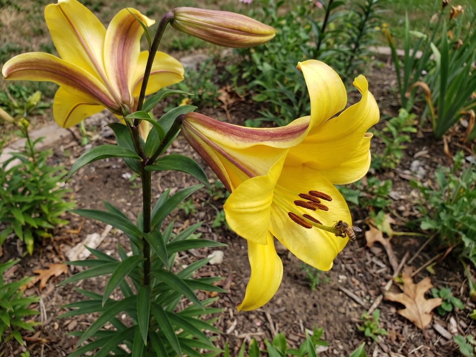 A Golden Splendor lily flower up close on the plant