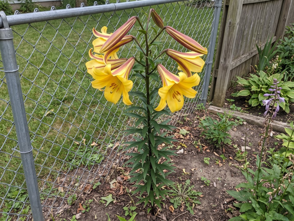 Golden Splendor lily plants in bloom in a garden