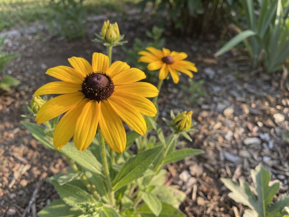A Goldsturm black-eyed Susan flower up close on the plant