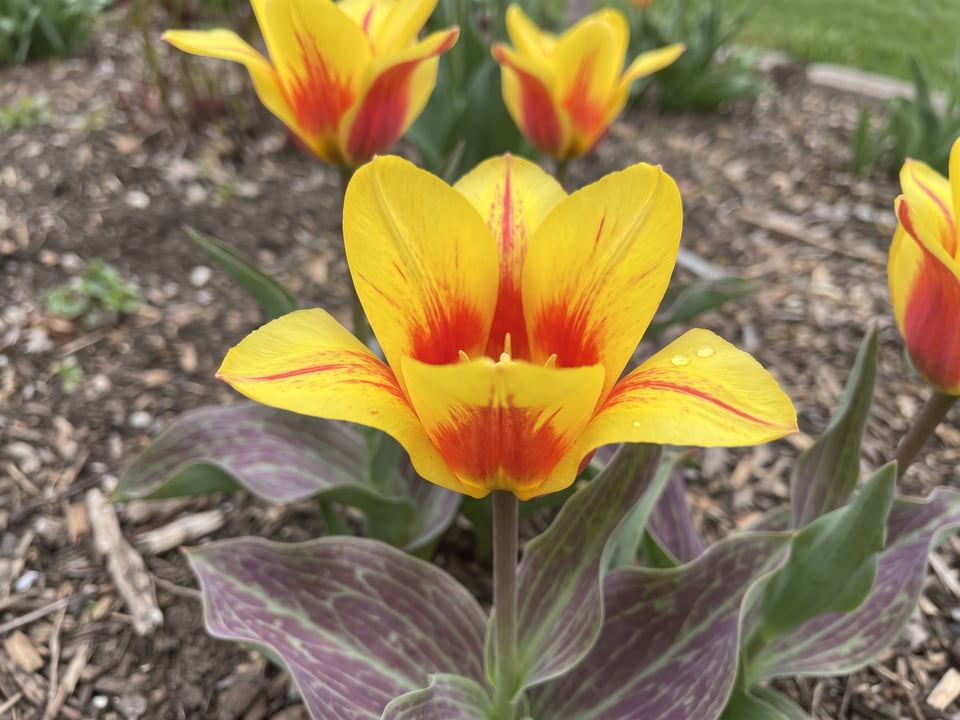 A Graefin Bettina tulip flower up close on the plant
