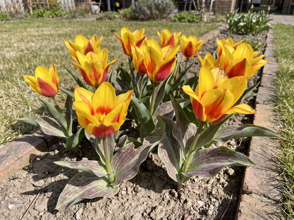 Graefin Bettina tulip plants in bloom in a garden