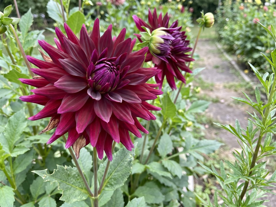 A Grand Finale dahlia flower up close on the plant