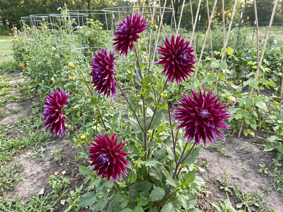 Grand Finale dahlia plants in bloom in a garden