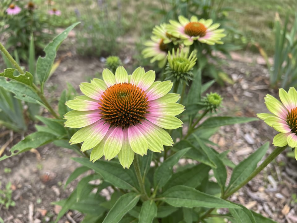 A Green Twister coneflower flower up close on the plant