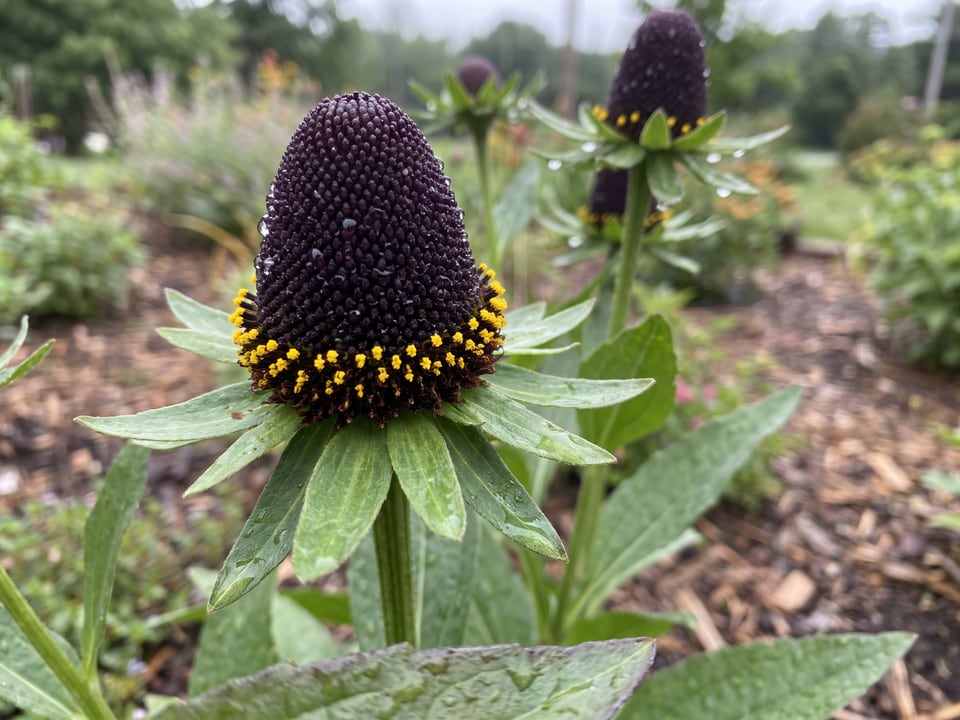 A Green Wizard black-eyed Susan flower up close on the plant