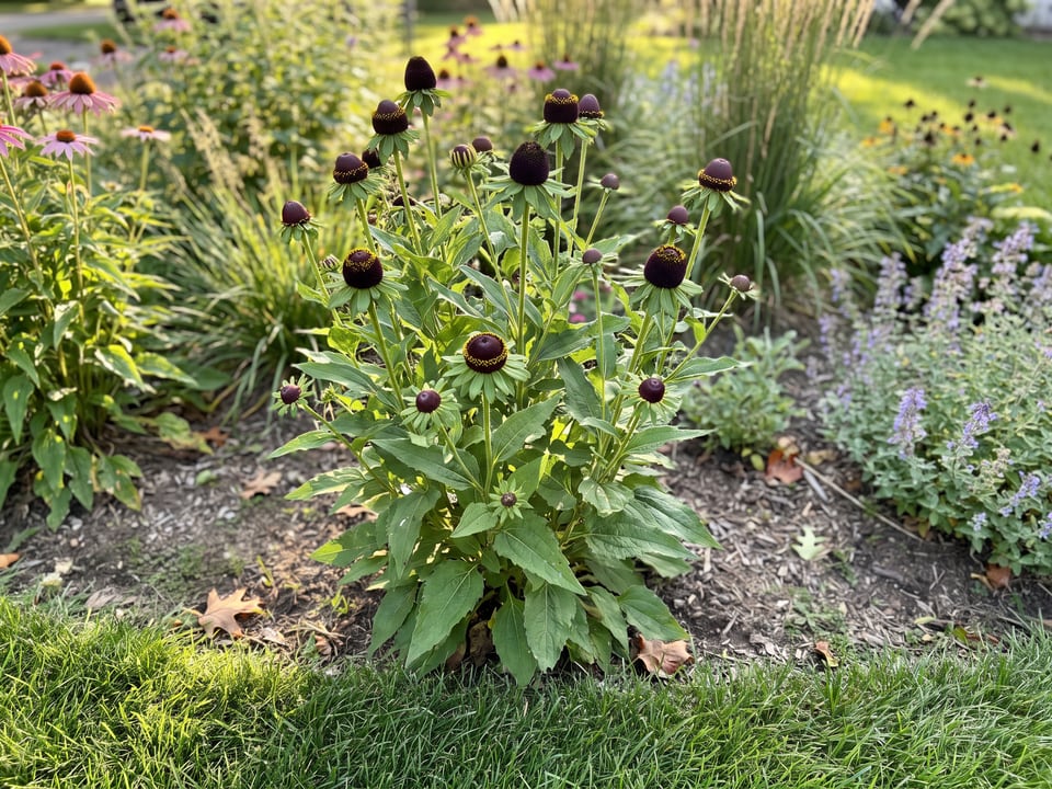 Green Wizard black-eyed Susan plants in bloom in a garden