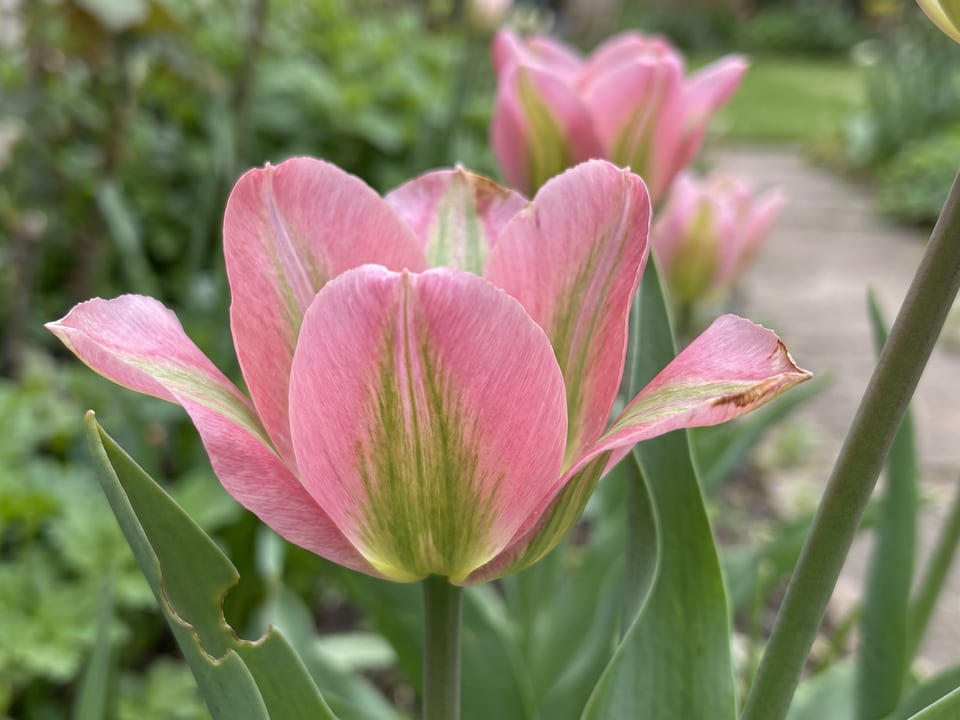 A Greenland tulip flower up close on the plant