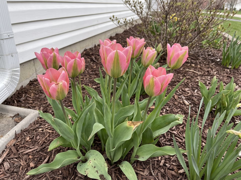 Greenland tulip plants in bloom in a garden