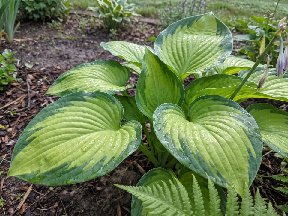 Leaves of Guacamole hosta up close