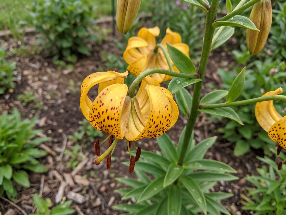 A Guinea Gold lily flower up close on the plant