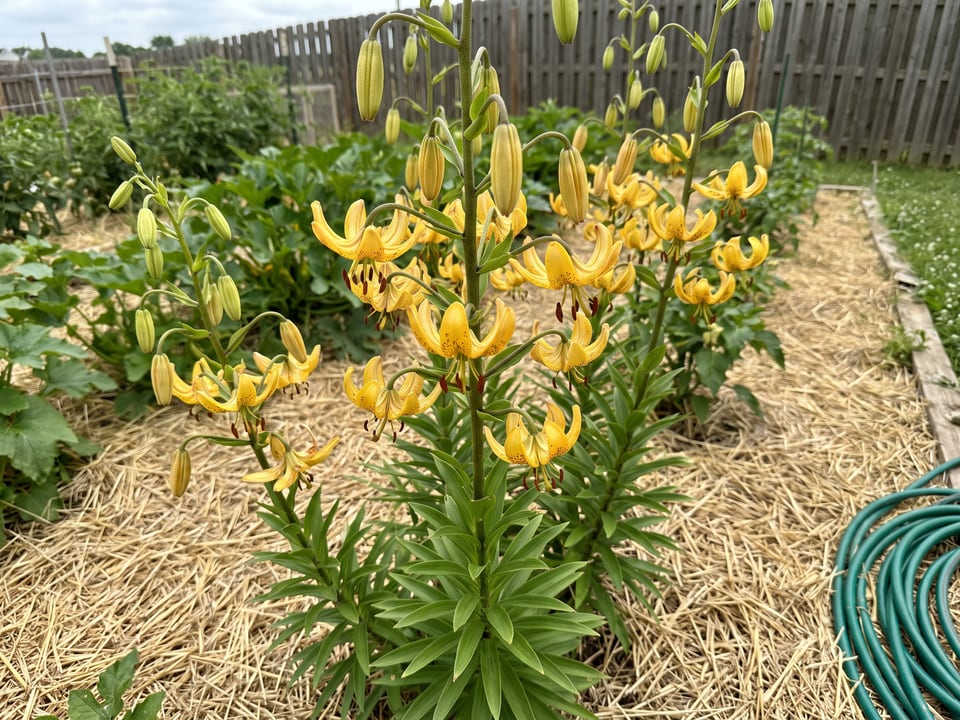 Guinea Gold lily plants in bloom in a garden