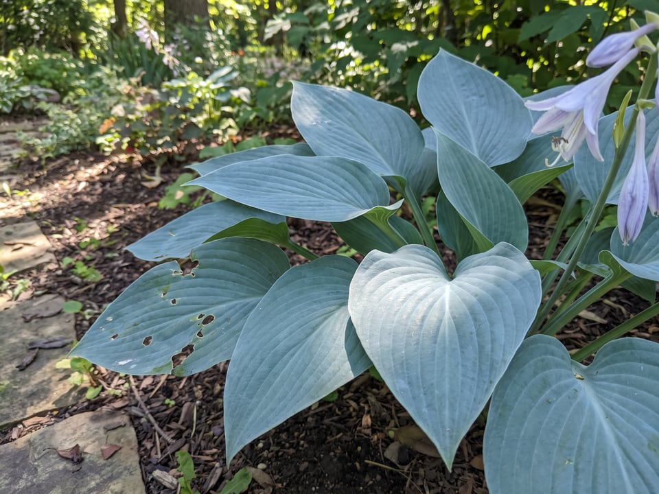Leaves of Halcyon hosta up close