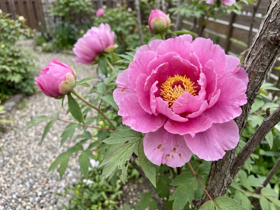 A Hanakisoi peony flower up close on the plant