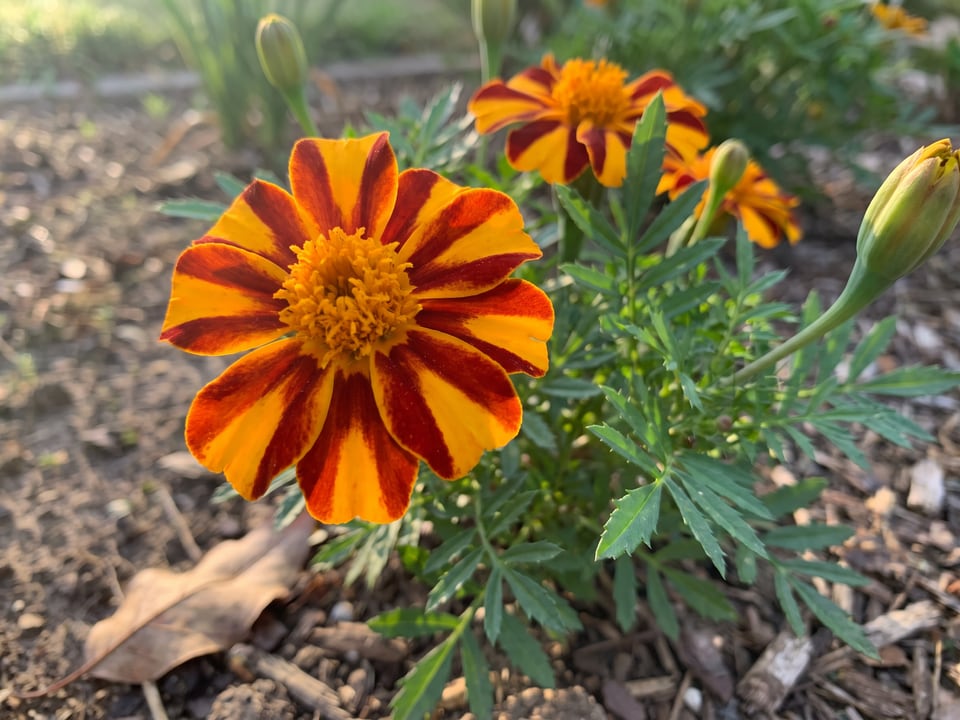 A Harlequin marigold flower up close on the plant