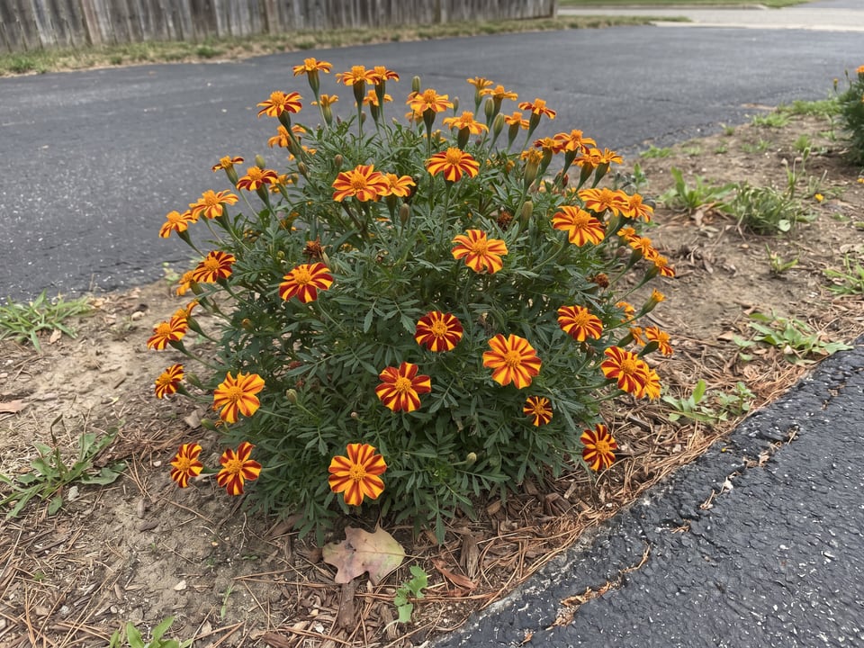 Harlequin marigold plants in bloom in a garden