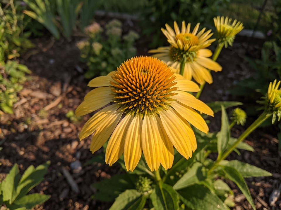 A Harvest Moon coneflower flower up close on the plant