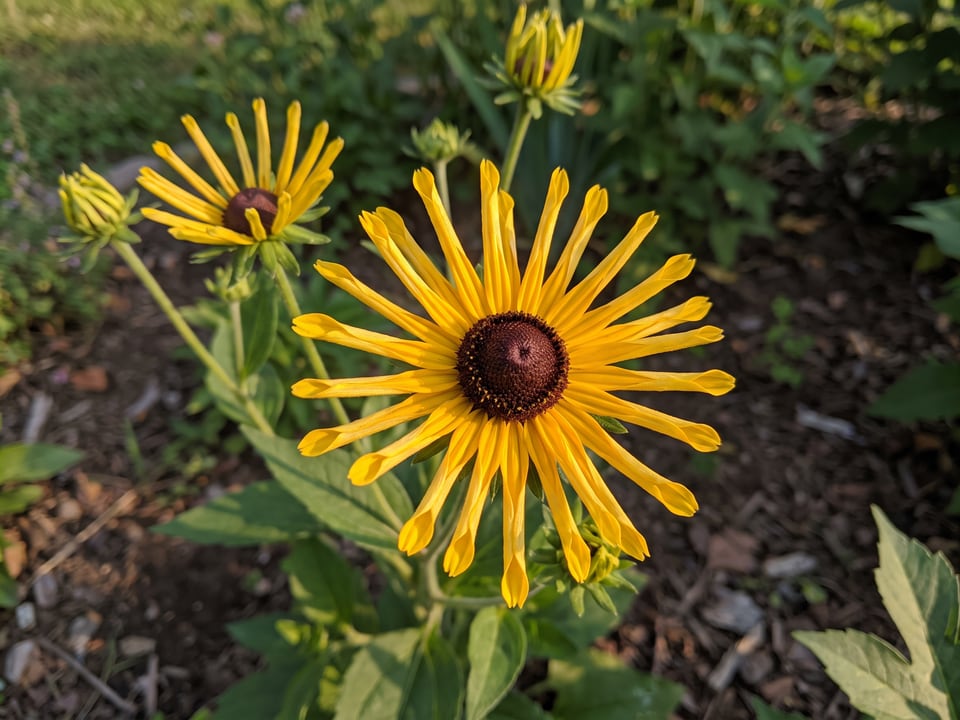 A Henry Eilers black-eyed Susan flower up close on the plant