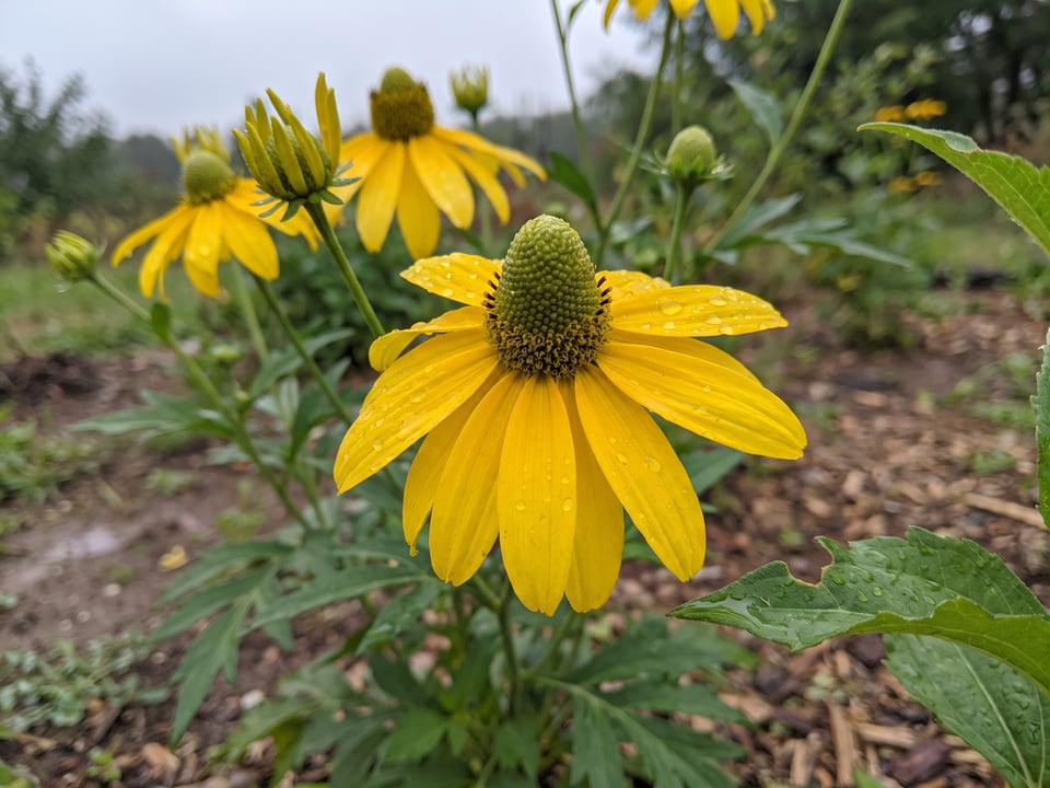 A Herbstsonne black-eyed Susan flower up close on the plant