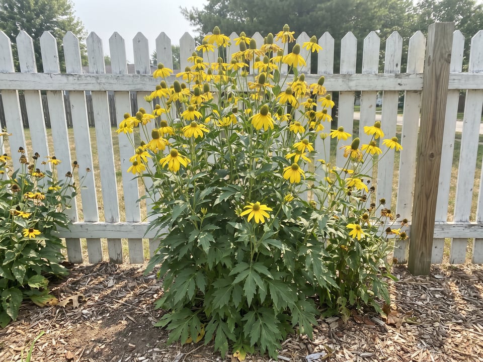 Herbstsonne black-eyed Susan plants in bloom in a garden