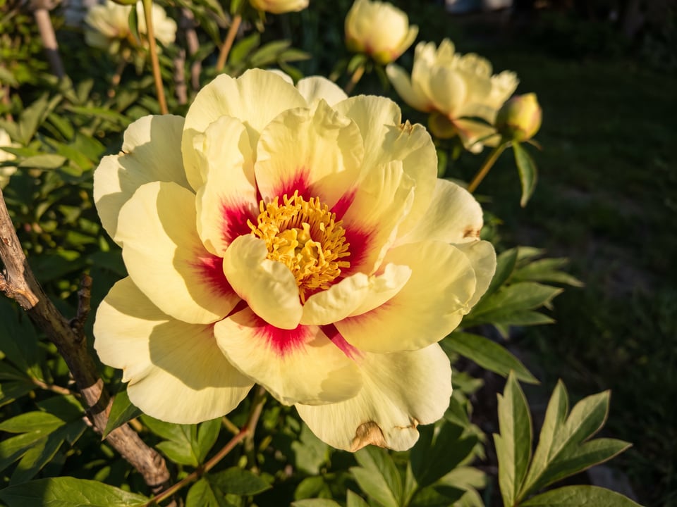 A High Noon peony flower up close on the plant