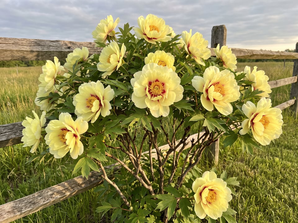 High Noon peony plants in bloom in a garden