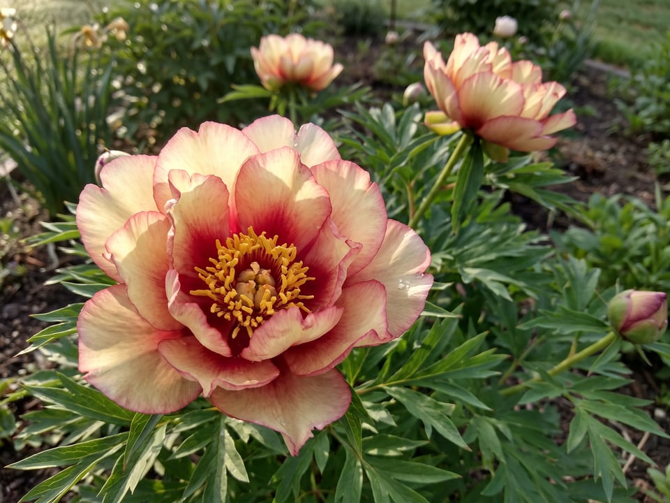 A Hillary peony flower up close on the plant