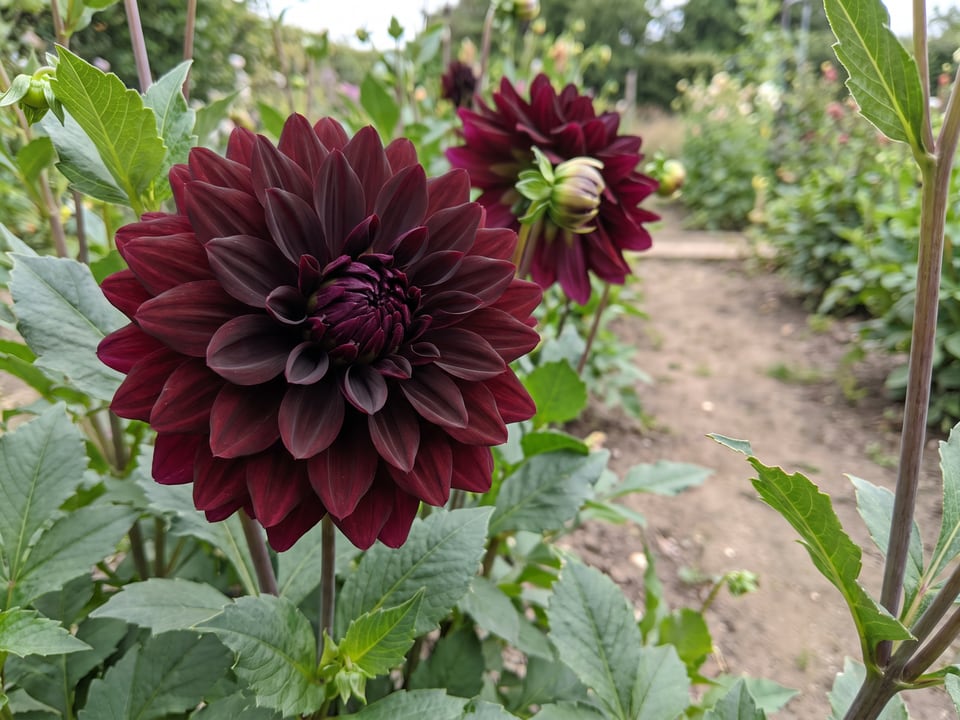 A Hollyhill Black Beauty dahlia flower up close on the plant