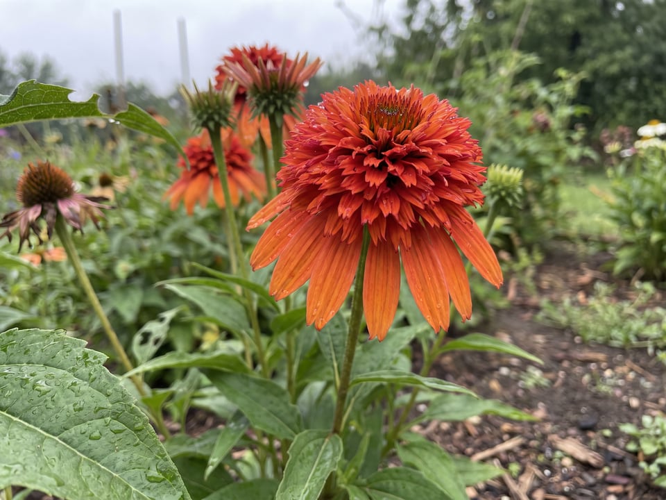 A Hot Papaya coneflower flower up close on the plant