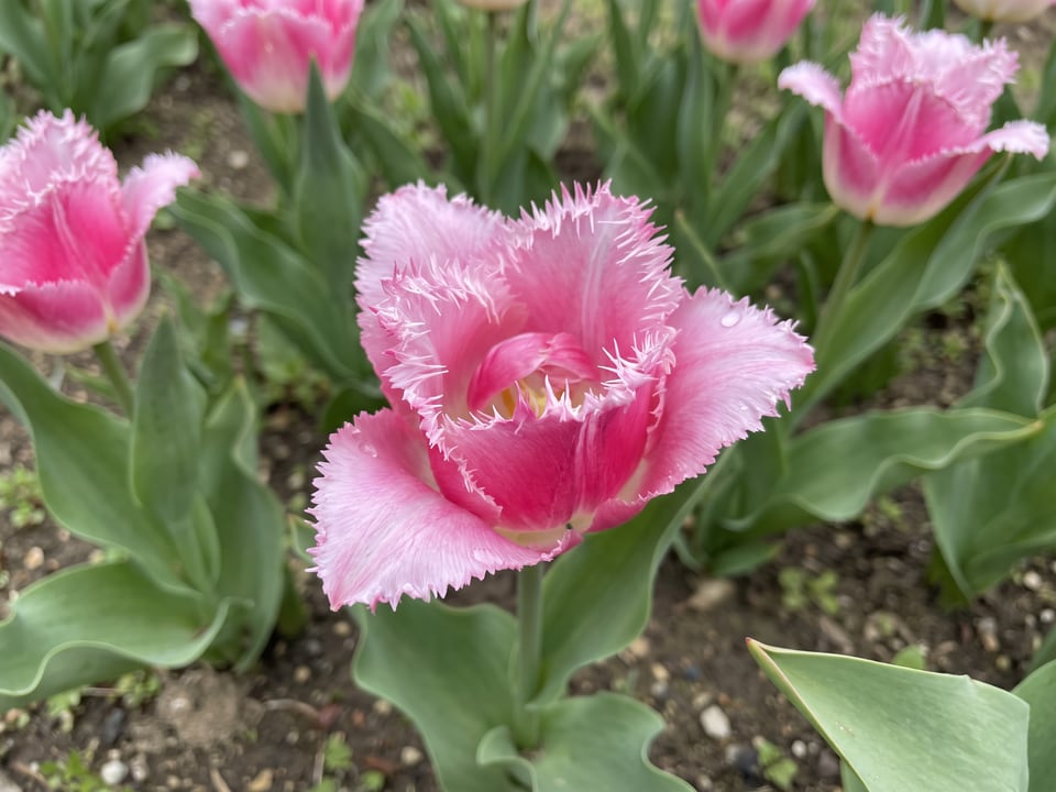 A Huis ten Bosch tulip flower up close on the plant
