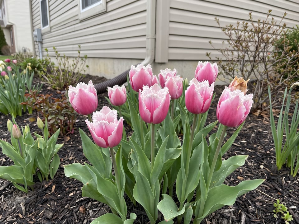 Huis ten Bosch tulip plants in bloom in a garden