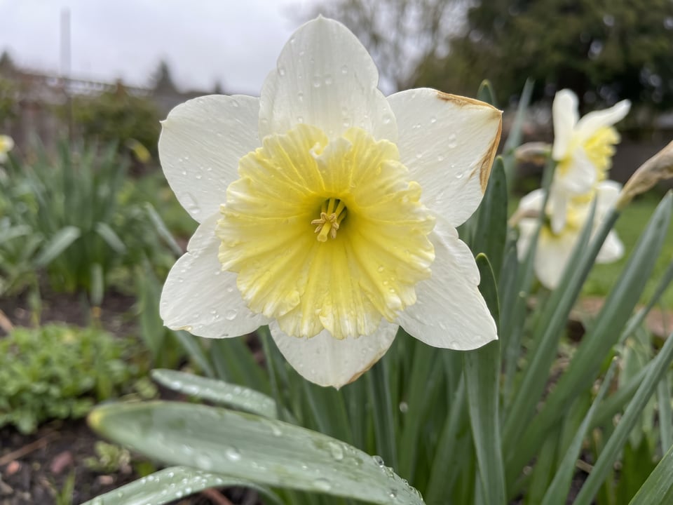 A Ice Follies daffodil flower up close on the plant