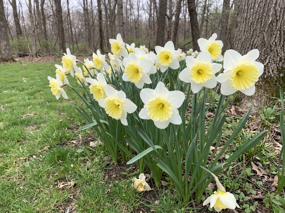 Ice Follies daffodil plants in bloom in a garden