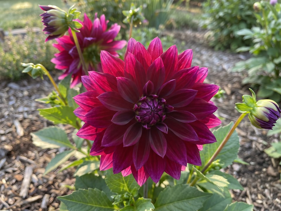 A Imperial Wine dahlia flower up close on the plant