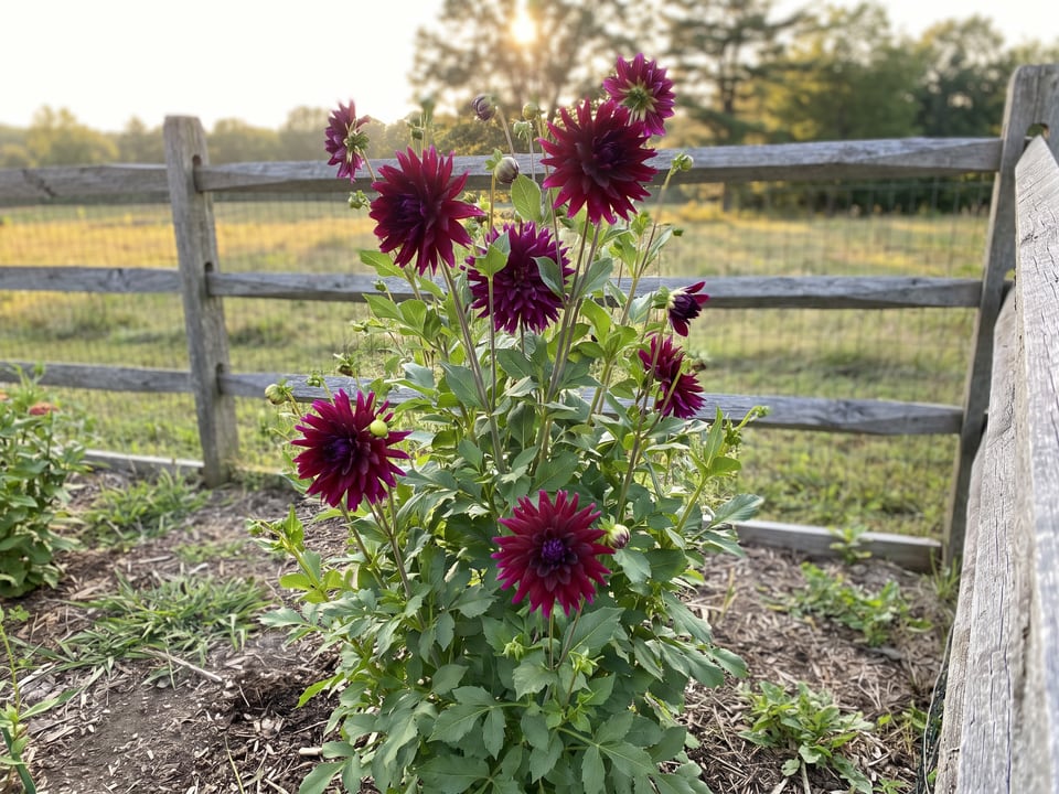 Imperial Wine dahlia plants in bloom in a garden