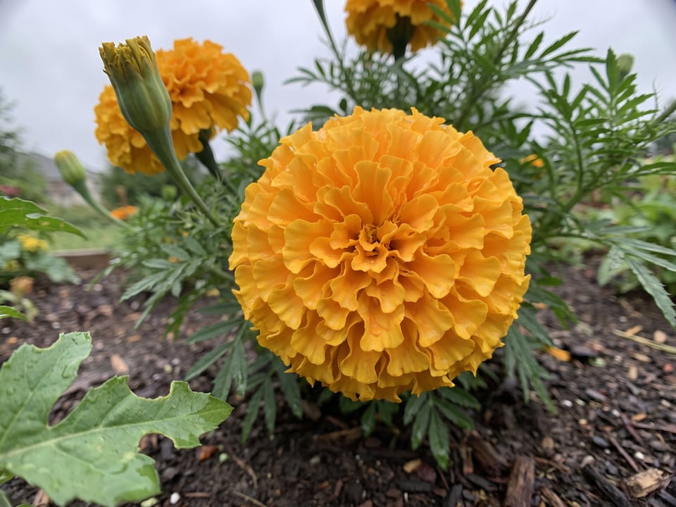 A Inca II marigold flower up close on the plant