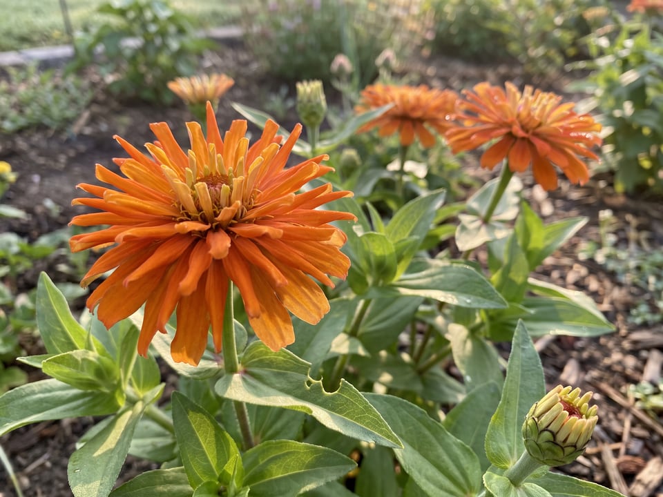 A Inca zinnia flower up close on the plant
