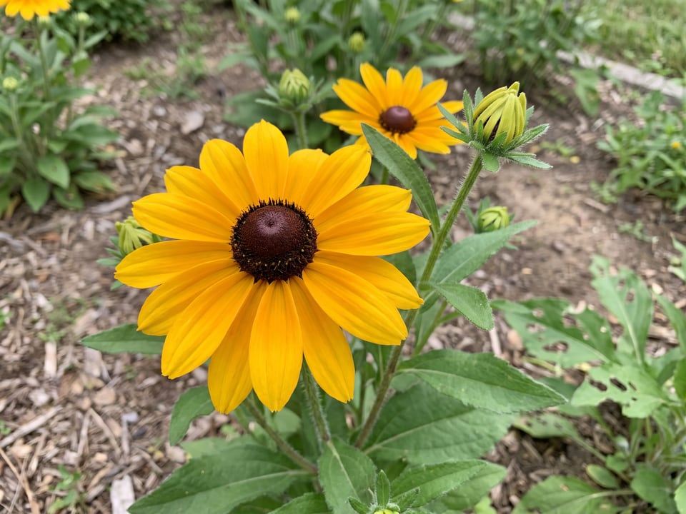 A Indian Summer black-eyed Susan flower up close on the plant