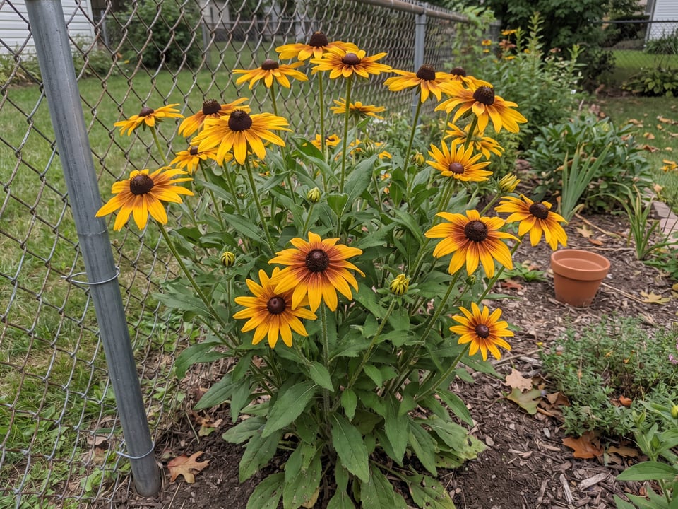 Indian Summer black-eyed Susan plants in bloom in a garden