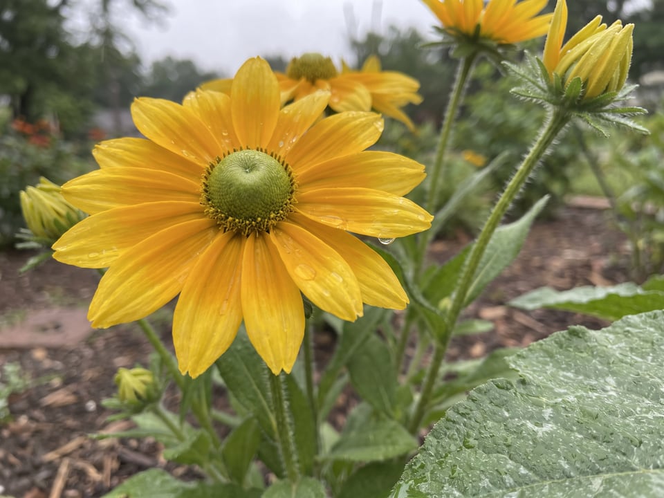A Irish Eyes black-eyed Susan flower up close on the plant