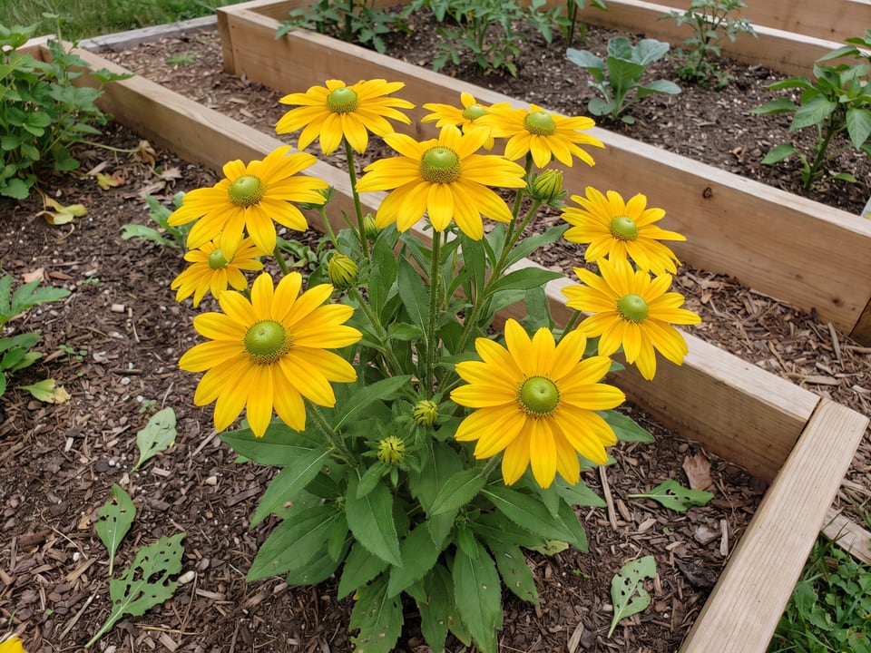 Irish Eyes black-eyed Susan plants in bloom in a garden