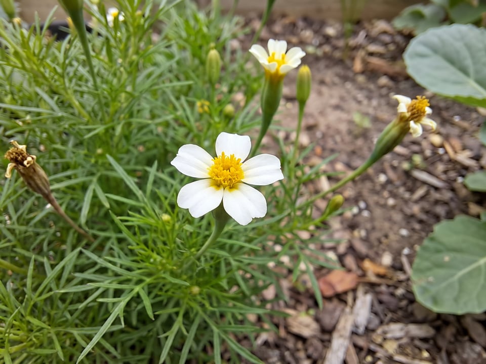 A Dropshot Irish Lace marigold flower up close on the plant
