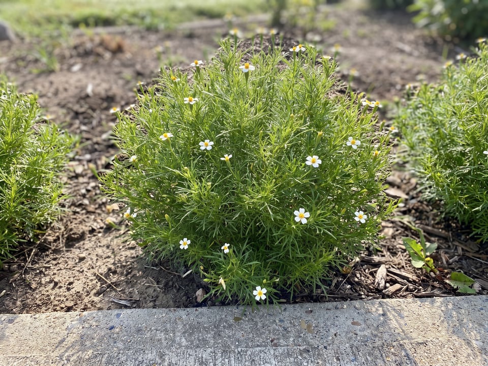 Dropshot Irish Lace marigold plants in bloom in a garden