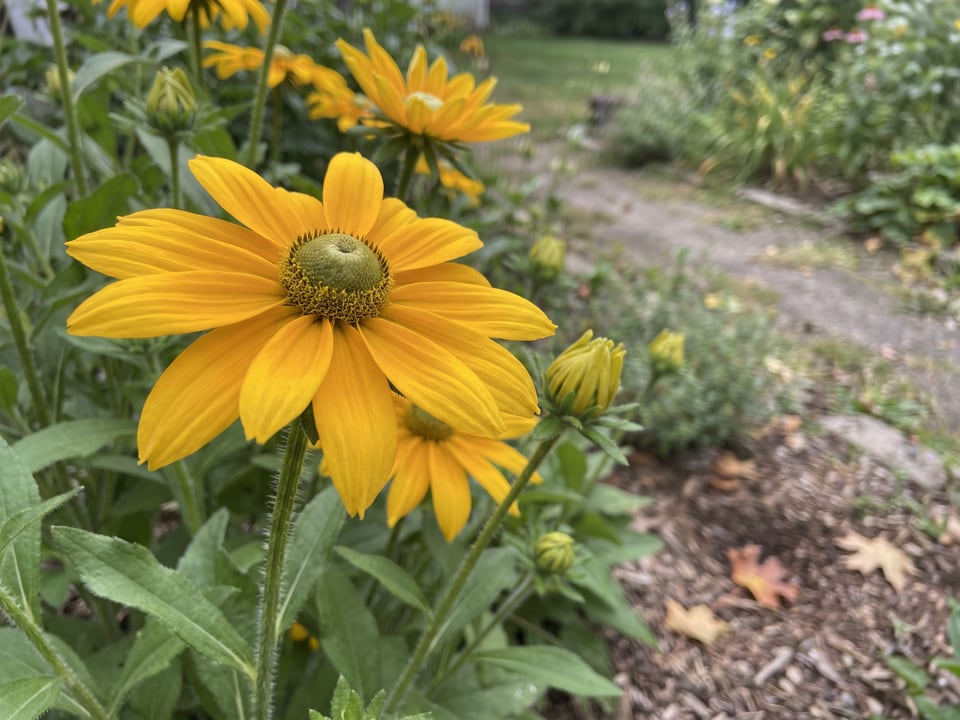 A Irish Spring black-eyed Susan flower up close on the plant