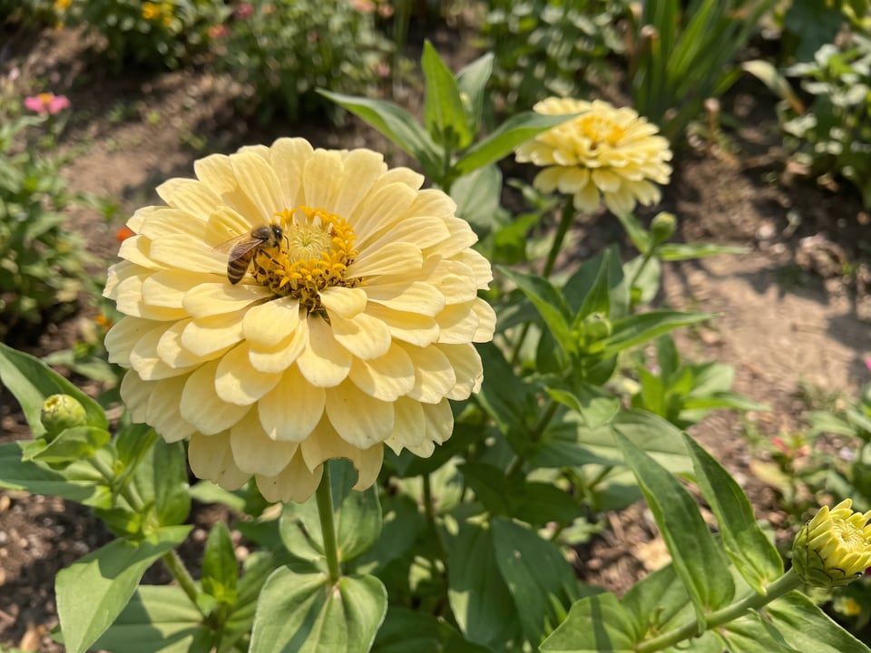 A Isabellina zinnia flower up close on the plant