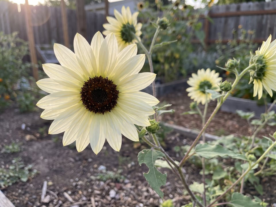 A Italian White sunflower flower up close on the plant