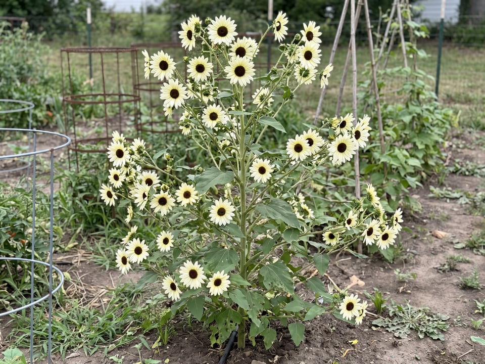 Italian White sunflower plants in bloom in a garden