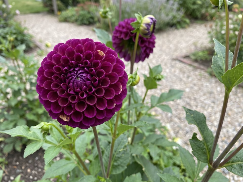 A Ivanetti dahlia flower up close on the plant