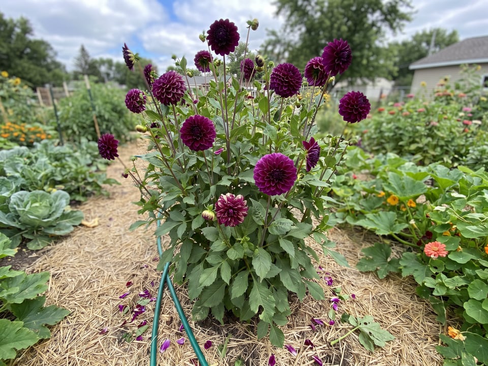 Ivanetti dahlia plants in bloom in a garden