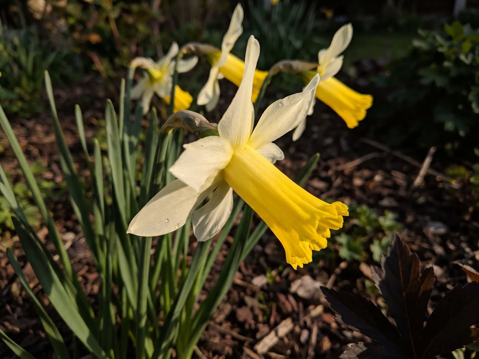 A Jack Snipe daffodil flower up close on the plant